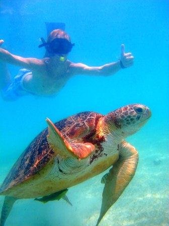 Swimming with Sea Turtles My Asian Town Throwdown