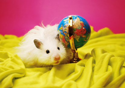 White hamster with globe. © Puchikumo / Klara S - Fotolia