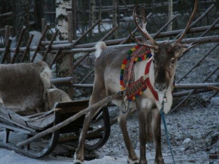 scandinavian interlude Reindeer