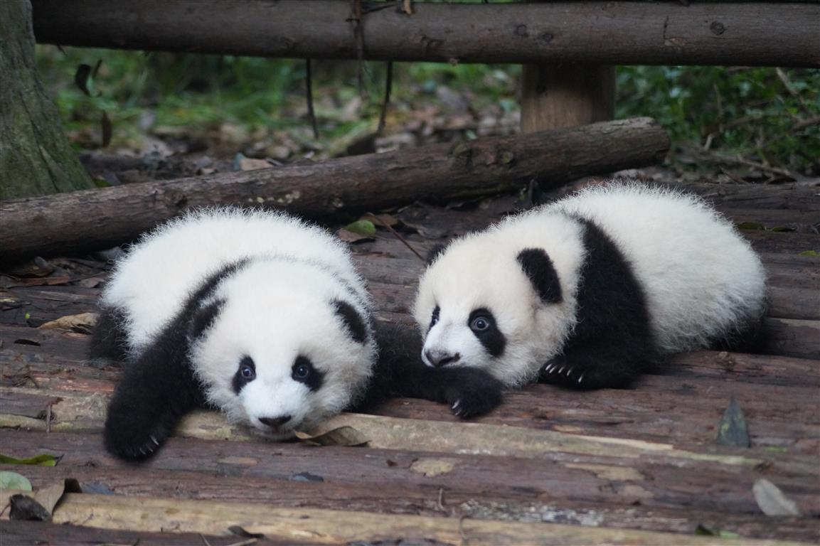 Chengdu panda breeding research center - Photo by Pascal Müller on Unsplash